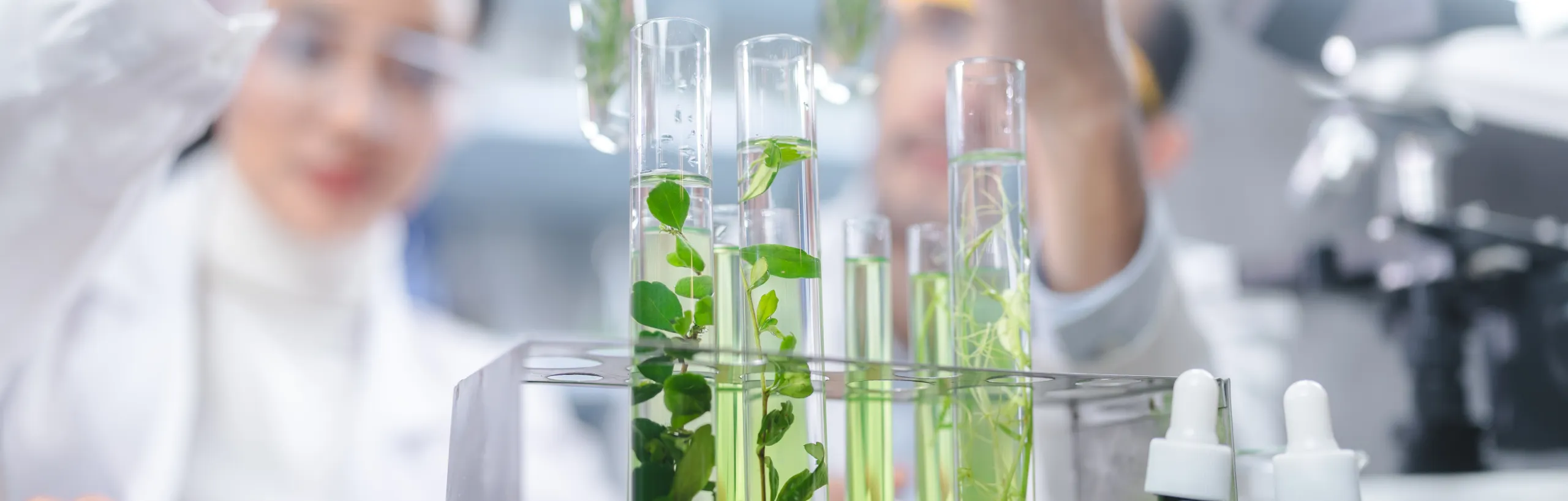 Studentki wkładają probówki do roślin.